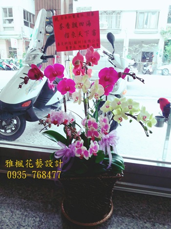 雅楓花店斗六花店喜慶蘭花盆栽，雲林縣西螺鎮花店蘭花盆栽開幕喜慶