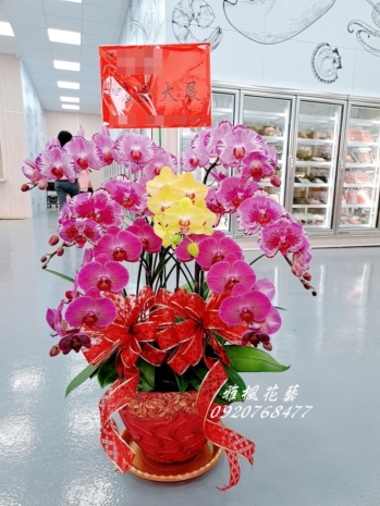 祝賀堂兄弟結婚蘭花盆栽&朋友開店蘭花盆栽